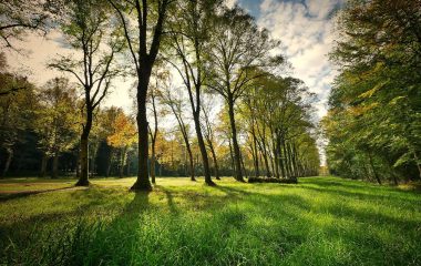 trees-g23ee08e3f_1280