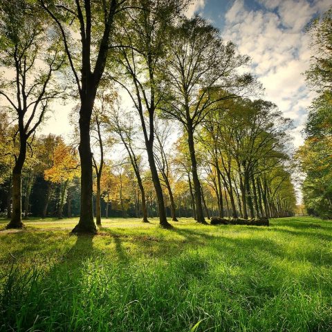 trees-g23ee08e3f_1280